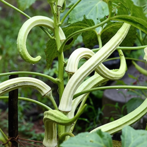 Elephant Tusk Okra Seeds – Long Pod High-Yield Okra Variety for Farming & Gardening