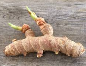 Turmeric Rhizomes (2 Pieces) for Planting – Fresh Seed Turmeric | LankaSeeds