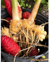 Shampoo Ginger 2 Rhizomes for Planting – Zingiber zerumbet | LankaSeeds