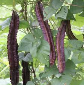 Red Winged Bean Seeds (10 Seeds) – Premium High Yield Vegetable | LankaSeeds