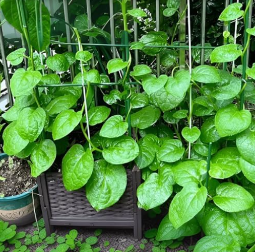 Spinach Seeds – Fast-Growing Leafy Green Vegetable Seeds for Home Gardening