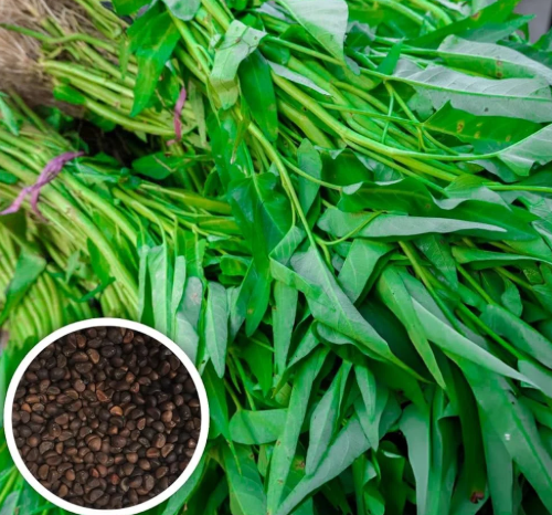 Water Spinach Seeds (Kankun) – Fast-Growing Aquatic Leafy Vegetable Seeds