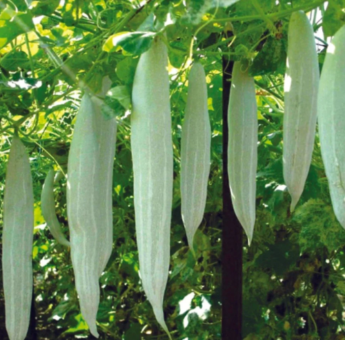 Short Snake Gourd Seeds (10 Seeds) – Fresh Vegetable Seeds | LankaSeeds