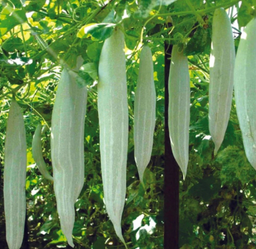 Short Snake Gourd Seeds (10 Seeds) – Fresh Vegetable Seeds | LankaSeeds