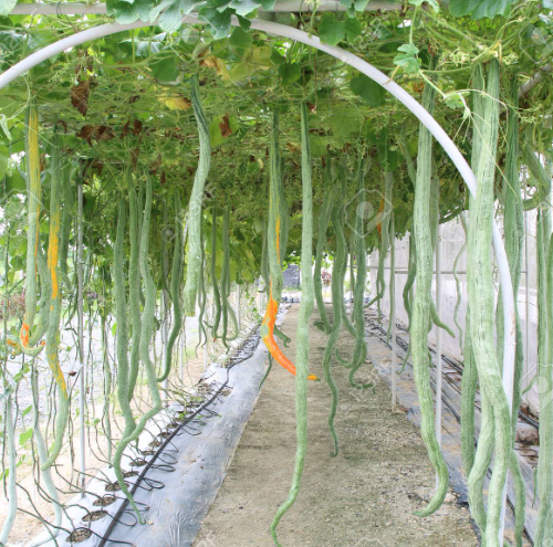 Long Snake Gourd Seeds (10 Seeds) – High Yield Vegetable | LankaSeeds