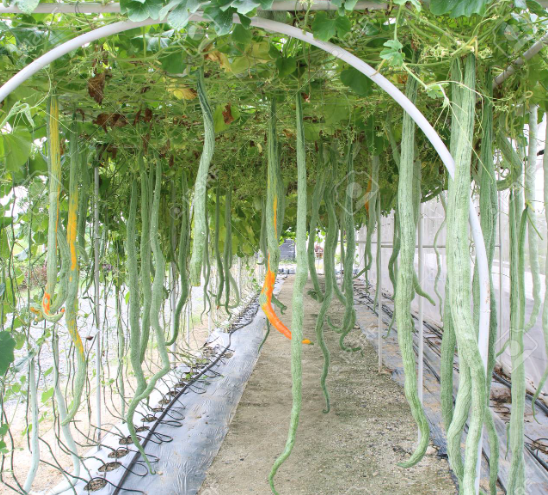 Long Snake Gourd Seeds (10 Seeds) – High Yield Vegetable | LankaSeeds