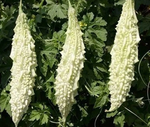 White Bitter Gourd Seeds (10 Seeds) – Rare Vegetable Seeds | LankaSeeds