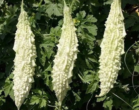 White Bitter Gourd Seeds (10 Seeds) – Rare Vegetable Seeds | LankaSeeds