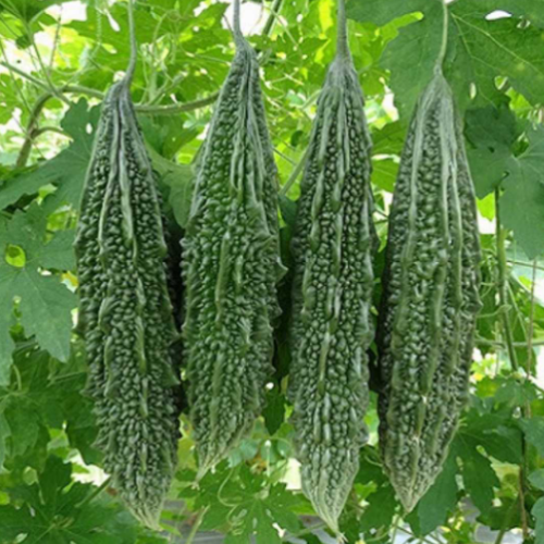 Bitter Gourd Seeds (10 Seeds) – High Yield Vegetable Seeds | LankaSeeds