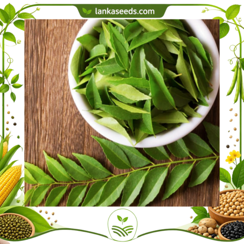 Premium Dried Curry Leaves from Sri Lanka | Authentic Aromatic Herb for Cooking