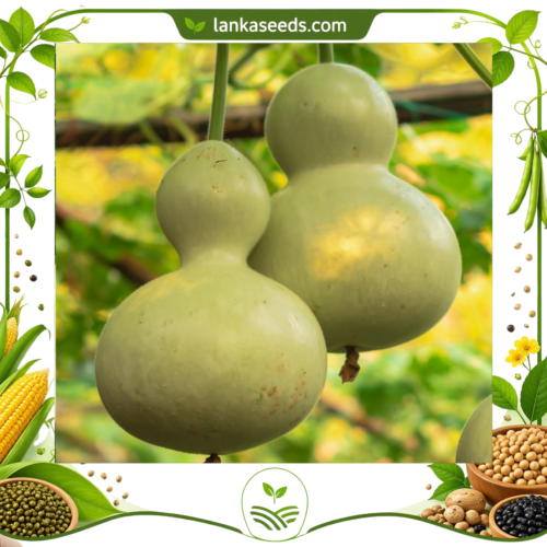 Bottle Gourd Seeds (5 Seeds) – High Yield Tropical Vegetable Seeds | LankaSeeds