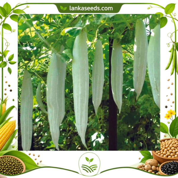 Untitled design (11) Short Snake Gourd Seeds (10 Seeds) – Fresh Vegetable Seeds | LankaSeeds