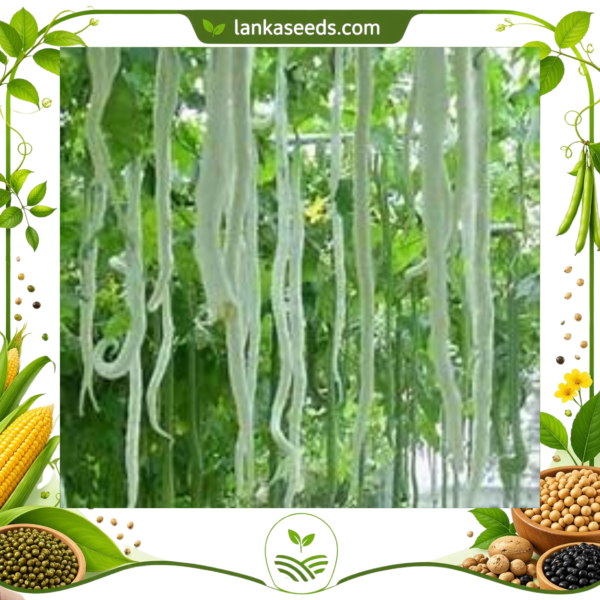 Untitled design (12) Long Snake Gourd Seeds (10 Seeds) – High Yield Vegetable | LankaSeeds