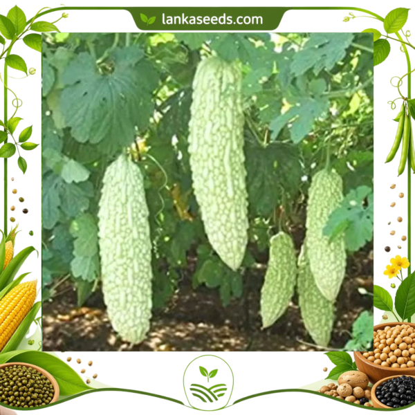 Untitled design (13) White Bitter Gourd Seeds (10 Seeds) – Rare Vegetable Seeds | LankaSeeds