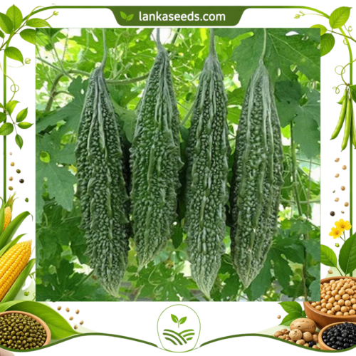 Bitter Gourd Seeds (10 Seeds) – High Yield Vegetable Seeds | LankaSeeds