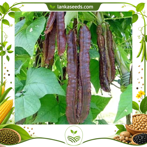 Red Winged Bean Seeds (10 Seeds) – Premium High Yield Vegetable | LankaSeeds