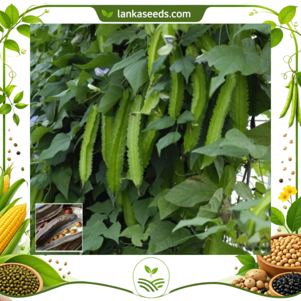 Untitled design (16) Winged Bean Seeds (10 Seeds) for Planting – High Yield Vegetable | LankaSeeds