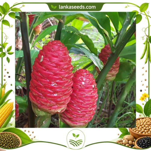 Shampoo Ginger 2 Rhizomes for Planting – Zingiber zerumbet | LankaSeeds