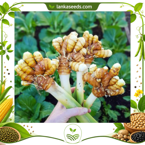 Turmeric Rhizomes (2 Pieces) for Planting – Fresh Seed Turmeric | LankaSeeds