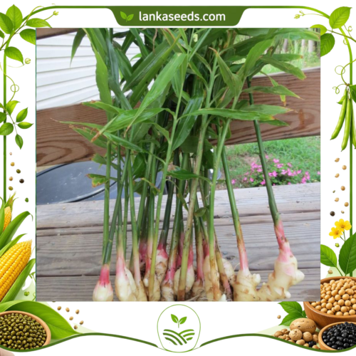 Premium 2 Ginger Rhizomes for Planting – Fresh, Healthy Seed Ginger | LankaSeeds