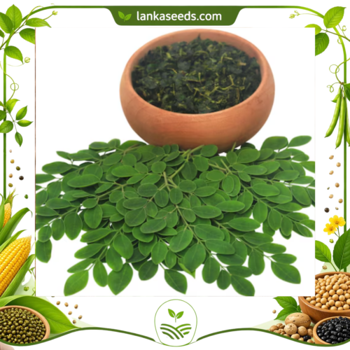 Dried Moringa Leaves from Sri Lanka | Premium Superfood Herbal Leaves