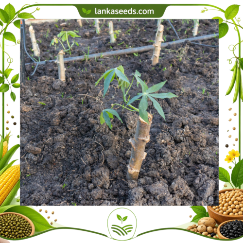 Cassava Cuttings (3 PCS) – High Yield Tapioca Plant for Home Gardens