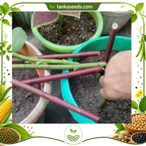 Buy Insulin Plant Rhizome Online in Sri Lanka – Fresh Herbal Planting Material