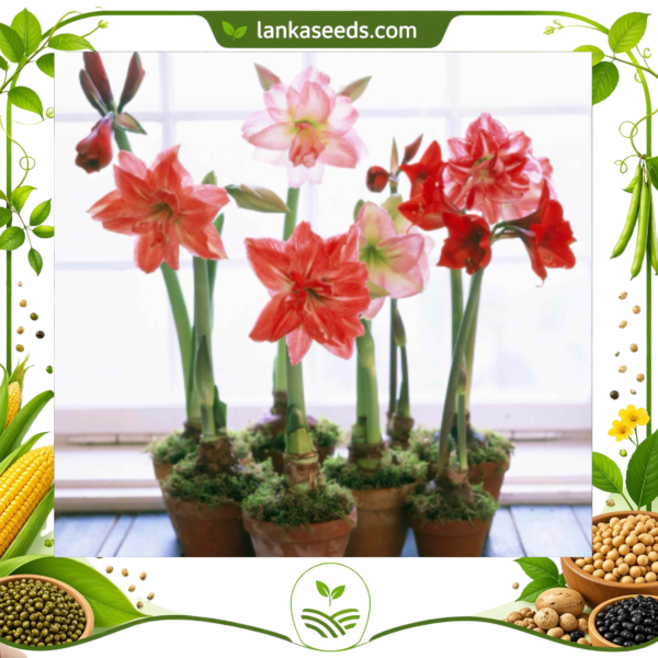 Buy Amaryllis Bulbs 3 PCS Online in Sri Lanka – High Quality Flower Bulbs