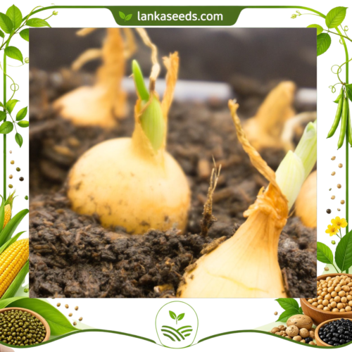 Buy Garlic Planting Bulbs 3 PCS Online in Sri Lanka – Fresh Stock