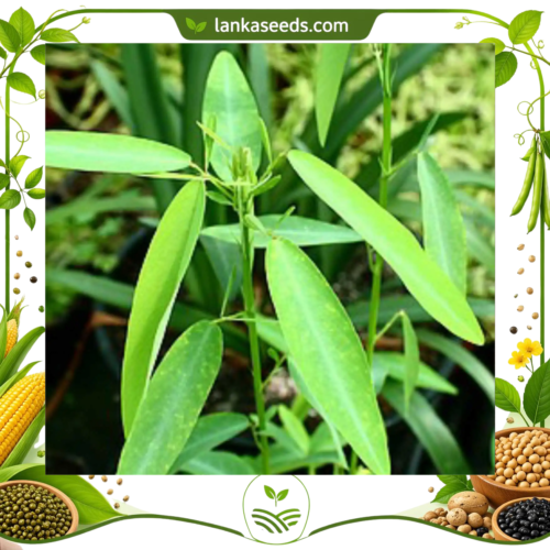 Dancing Plant Seeds (10 pcs) – Buy Online Sri Lanka | Lankaseeds