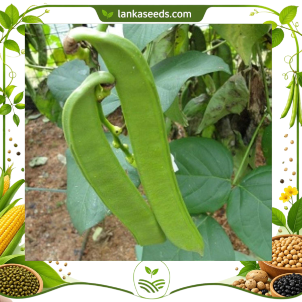 Jack Beans Seeds (5 pcs) – Buy Online Sri Lanka | Lankaseeds
