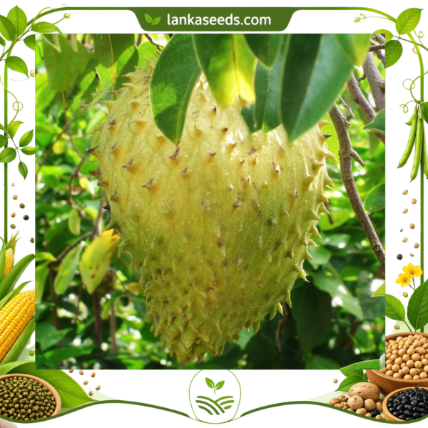 Soursop Seeds (10 pcs) – Buy Online Sri Lanka | Lankaseeds