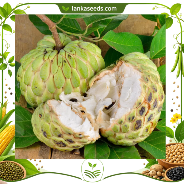 Sugar Apple Seeds (10 pcs) – Buy Online Sri Lanka | Lankaseeds