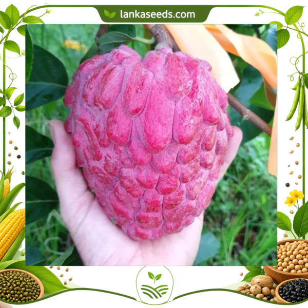 Red Sugar Apple Seeds (10 pcs) – Buy Online Sri Lanka | Lankaseeds