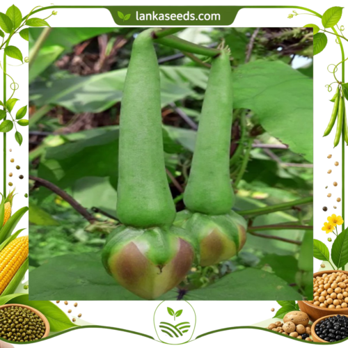 Clove Bean Seeds (10 pcs) – Buy Online Sri Lanka | Lankaseeds