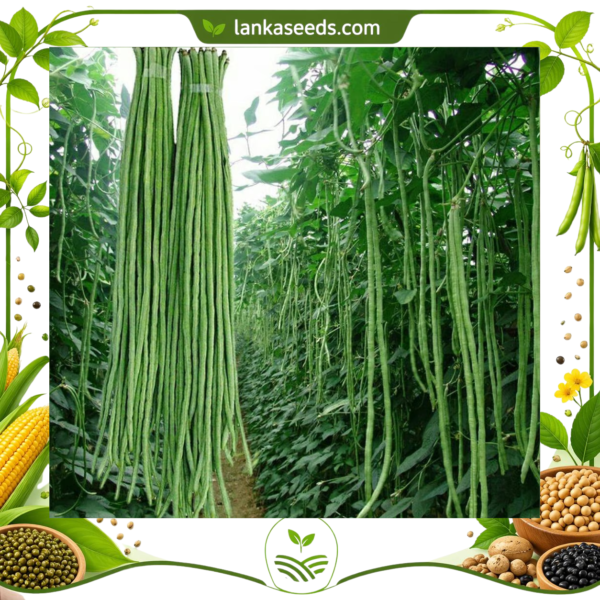 Long Bean Seeds (10 pcs) – Buy Online Sri Lanka | Lankaseeds