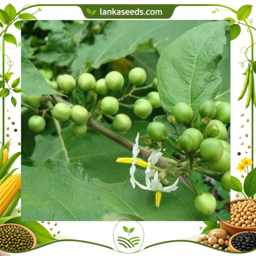 Thai Pie Eggplant Seeds (10 pcs) – Buy Online Sri Lanka | Lankaseeds