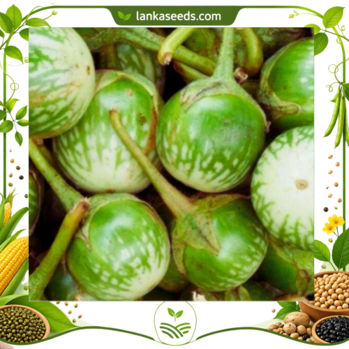 Round Eggplant Seeds (10 pcs) – Buy Online Sri Lanka | Lankaseeds