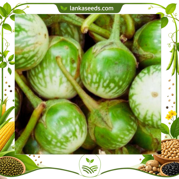 Round Eggplant Seeds (10 pcs) – Buy Online Sri Lanka | Lankaseeds