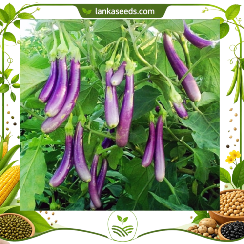 Long Purple Eggplant Seeds (10 pcs) – Buy Online Sri Lanka | Lankaseeds