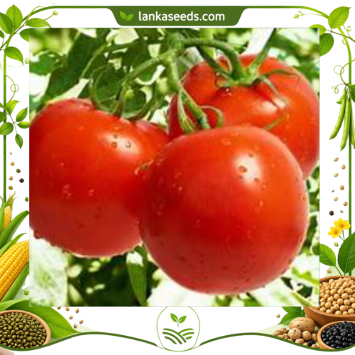 Tomato Seeds (20 pcs) – Buy Online Sri Lanka | Lankaseeds