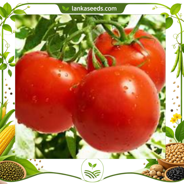 Tomato Seeds (20 pcs) – Buy Online Sri Lanka | Lankaseeds
