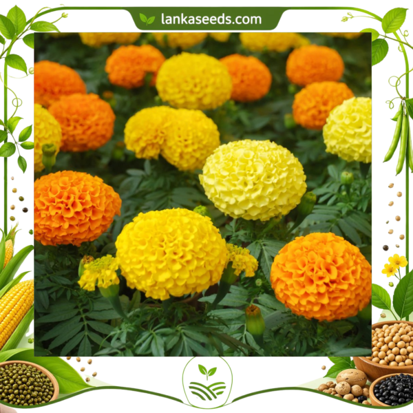 Mix Marigold Seeds (50 pcs) – Buy Online Sri Lanka | Lankaseeds