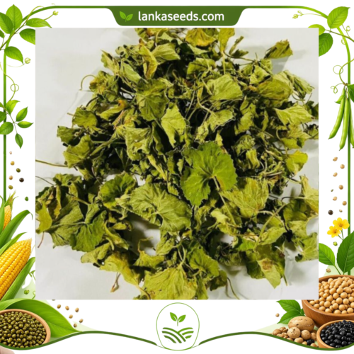 Dried Gotukola Leaves – Ayurvedic Herbal Brain Tonic from Sri Lanka