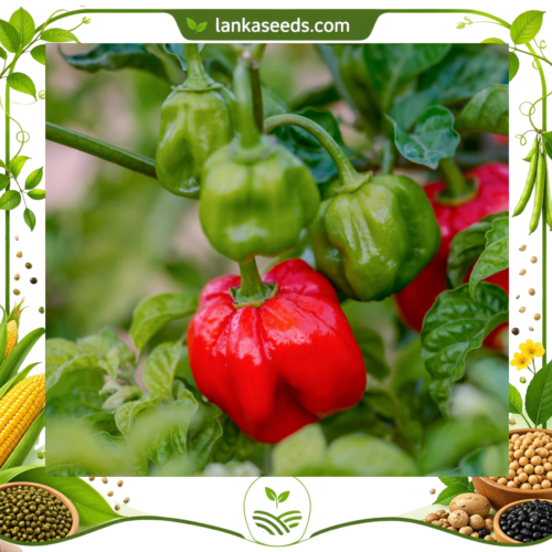 Scotch Bonnet Seeds (10 pcs) – Buy Online Sri Lanka | Lankaseeds