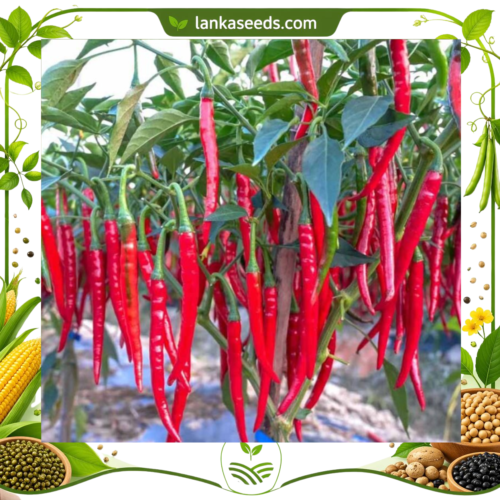 Long Chili Seeds (20 pcs) – Buy Online Sri Lanka | Lankaseeds