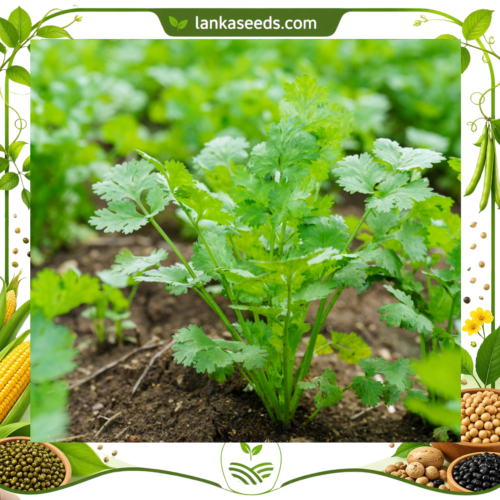 Cilantro Coriander Plant Seeds (20 pcs) – Buy Online Sri Lanka | Lankaseeds