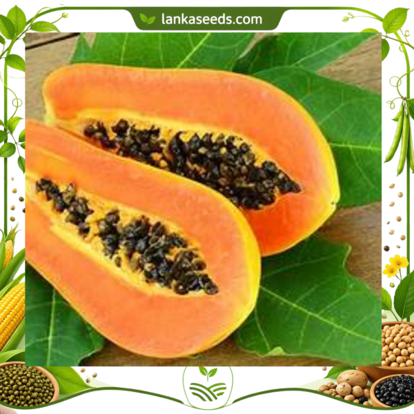 Red Papaya Seeds (20 pcs) – Buy Online Sri Lanka | Lankaseeds