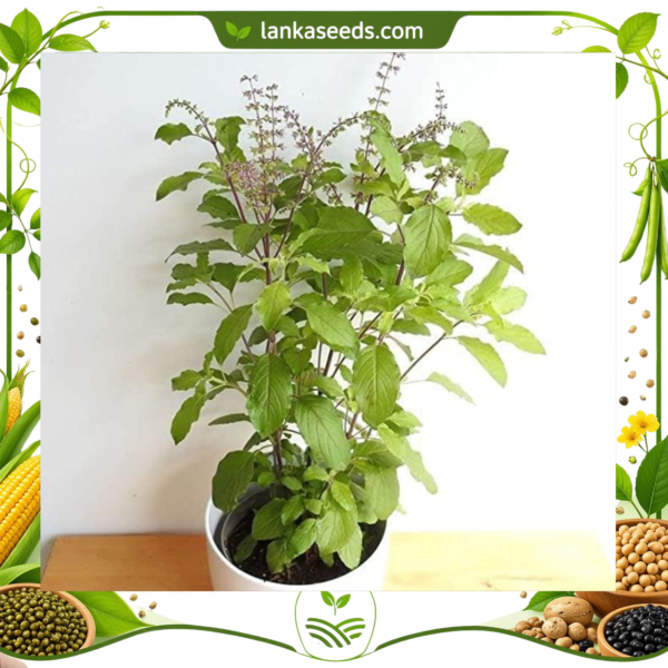 Tulsi Plant Seeds (20 pcs) – Buy Online Sri Lanka | Lankaseeds