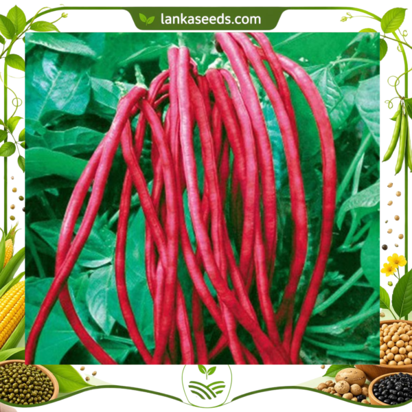Red Long Beans Seeds (10 pcs) – Buy Online Sri Lanka | Lankaseeds